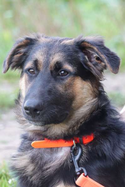 Щенок-подросток Вилли в добрые руки в Москве фото 4