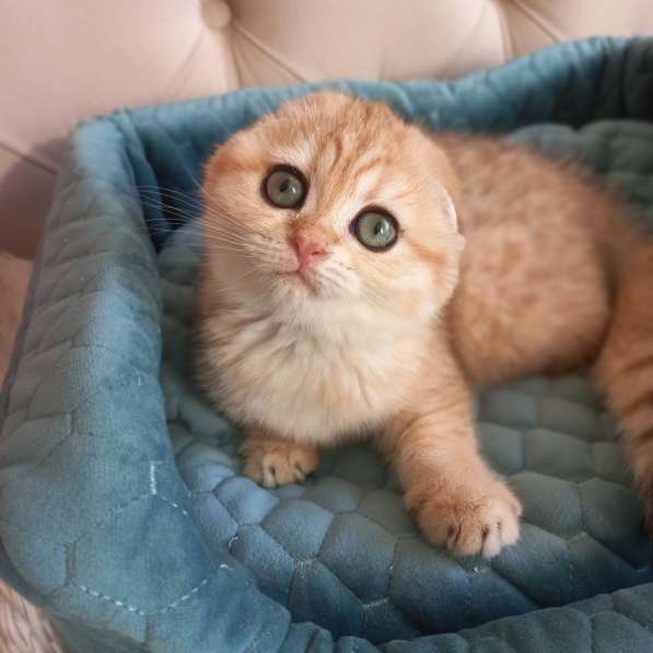 Шотландские котята золотая шиншилла в Краснодаре фото 3