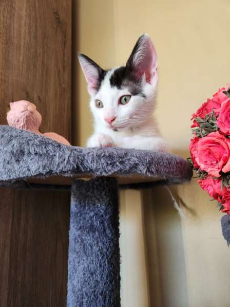 Котята ищут любящую семью в фото 9