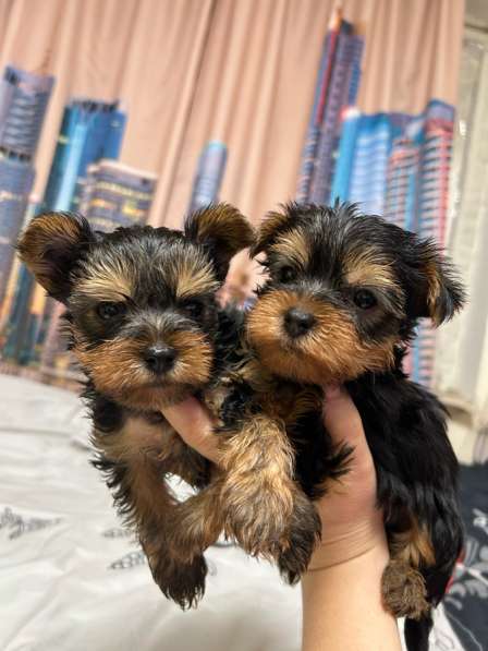 Щенки йоркширский терьер мини