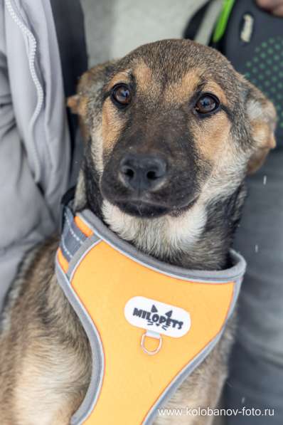 Ищем дом для маленькой Греты в Москве фото 10