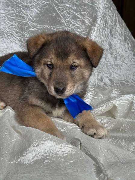 Щeнки-мeдвeжатa в добрые руки! в Москве фото 4