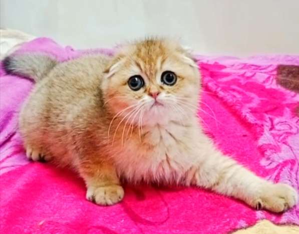 Scottish fold в фото 3