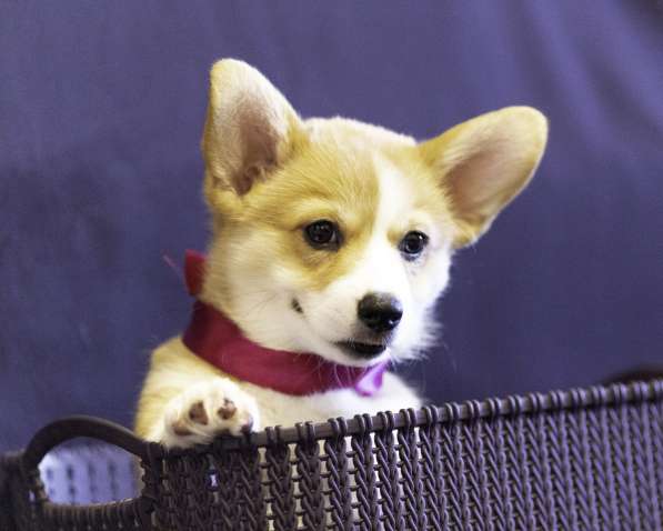 Щенки Вельш Корги Пемброк в Москве фото 13