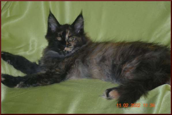 Роскошный черный котик мейн-кун из питомника в Астрахани фото 113