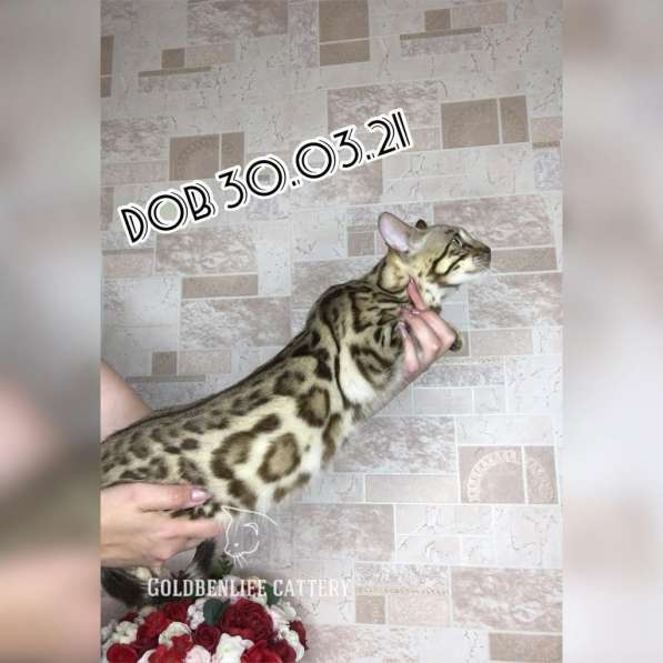Бенгальский кот в Москве
