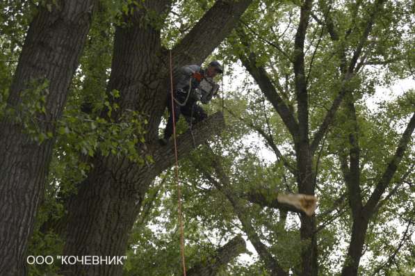 удаление опасных аварийных деревьев -кронирование в Москве фото 20