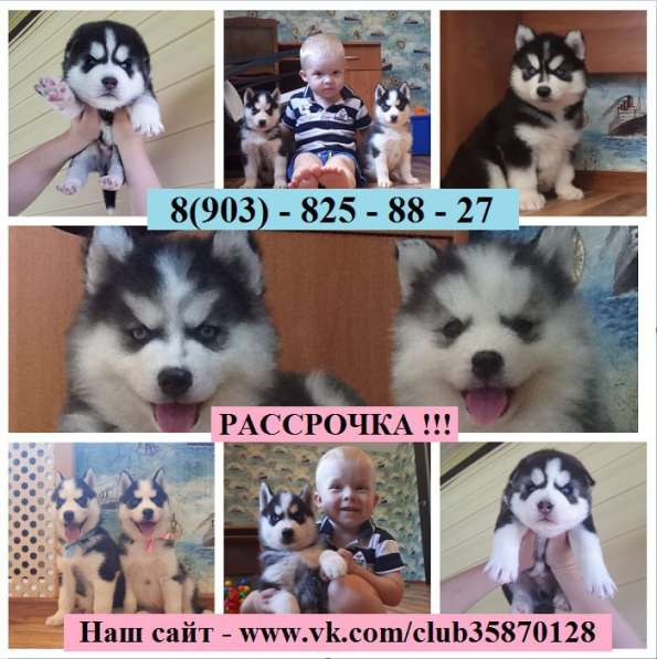 Щенята хаски