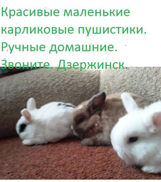 Красивые карликовые кролики