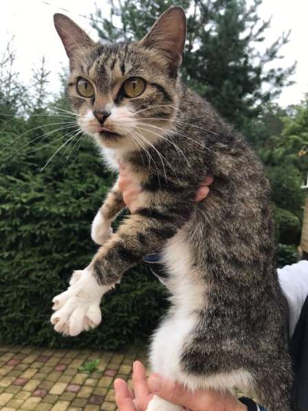 Кошечка в добрые руки в Екатеринбурге фото 10