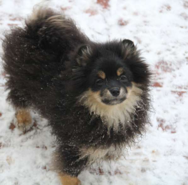 Щенки шпица в Раменское фото 13