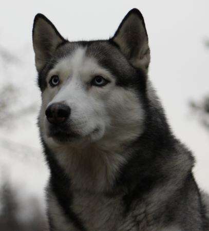 Кобель сибирского хаски для Вязки - РКФ в Москве фото 5