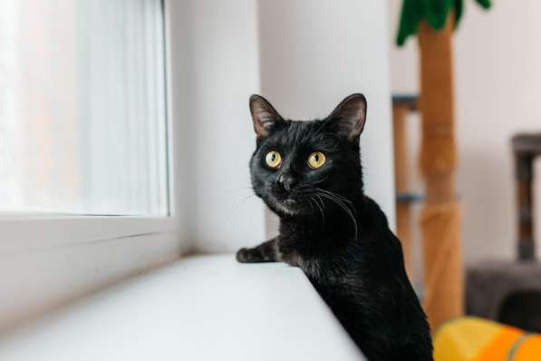 Черный молодой котейка подросток Черныш ищет дом в Москве фото 3
