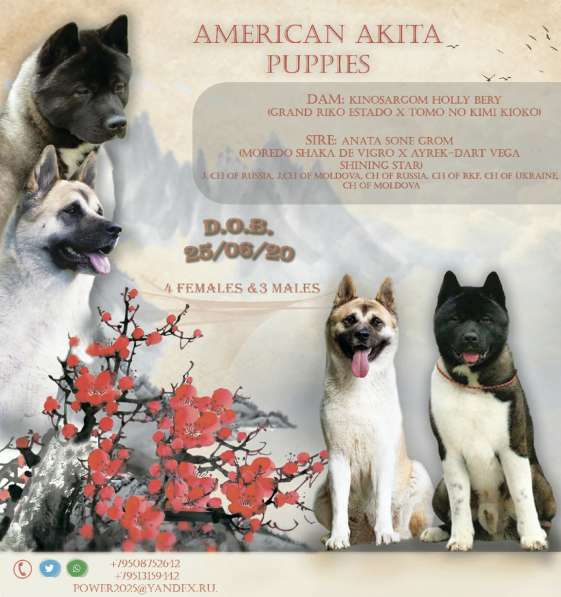 Лучшая девочка американской акиты!Доставка в Курске фото 4