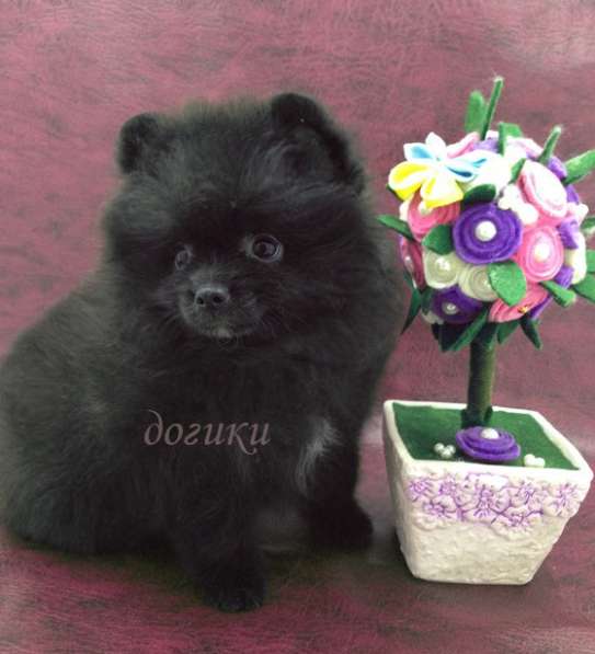 Мальчик шпиц в Москве фото 3