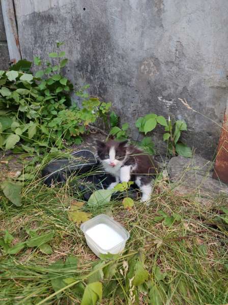 Милые котята в добрые руки в Воронеже фото 12