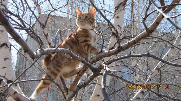 Курбобы- котята от Чемпиона Мира
