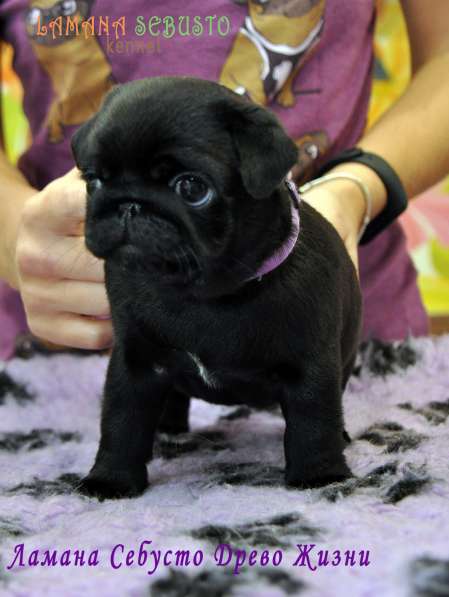 Подрощенная девочка мопсик в Москве фото 19