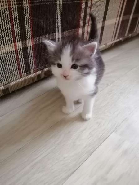 Котенок в Москве фото 11