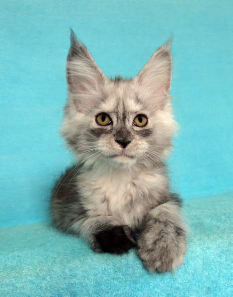 Апельсинки к Новому Году в Рязани фото 72