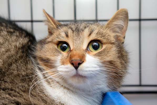 Прекрасный Арамис желает обрести друга в Москве