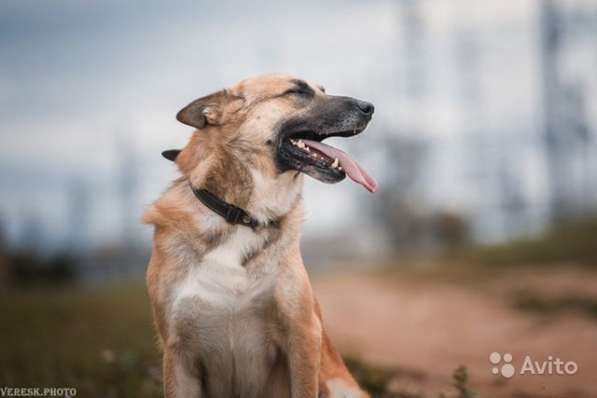 Верный друг и охранник Гром, молодой активный пес в Москве