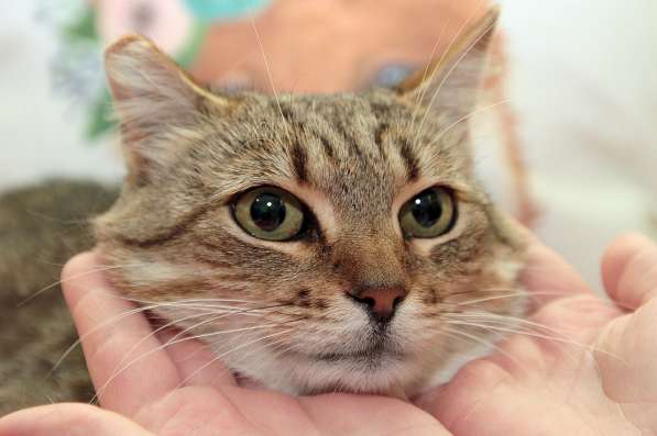 Ласковый мурлыка в Санкт-Петербурге фото 14