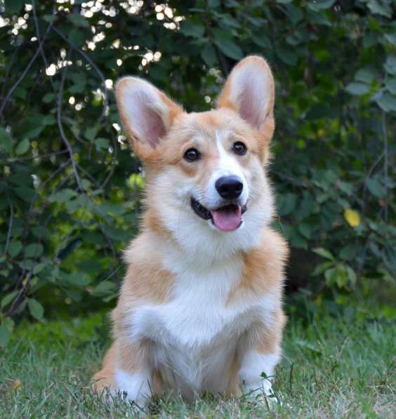 Подрощеный кобель Вельш Корги Пемброк