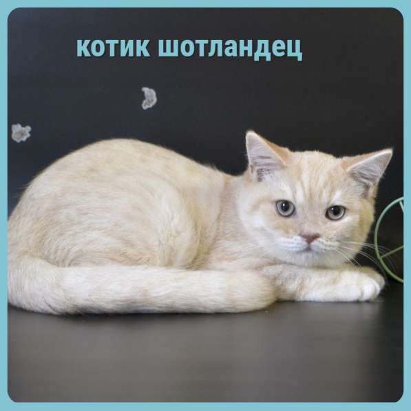Котята разных пород и окрасов, алиментные котята в Москве фото 8