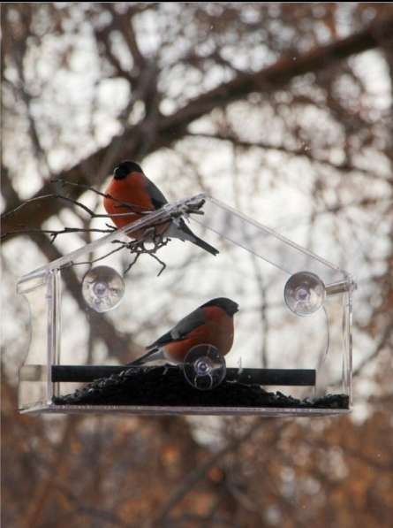 Кормушка для птиц на окно с присосками, из оргстекла