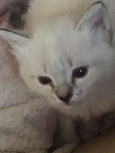 Отдам котят в Пензе фото 4