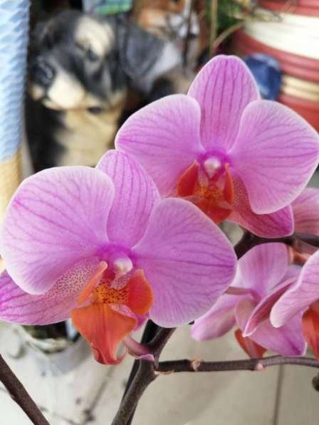 Орхидеи в Невинномысске фото 3