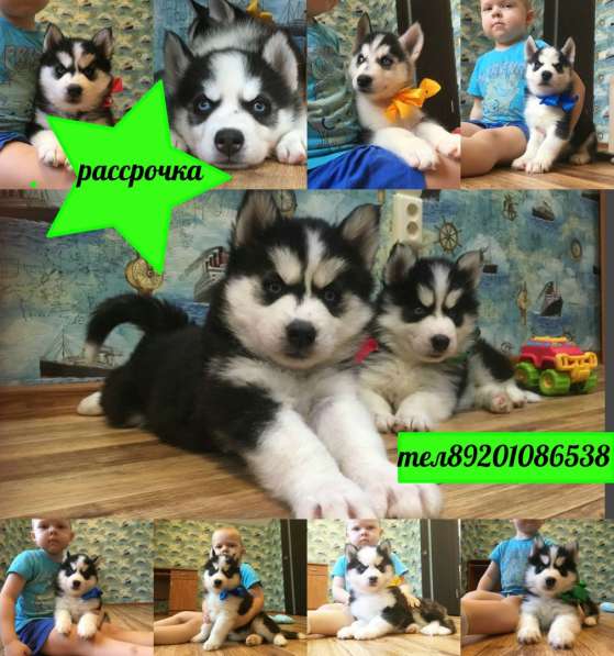 Щеночки Голубоглазые. Черно-белые. Хаски