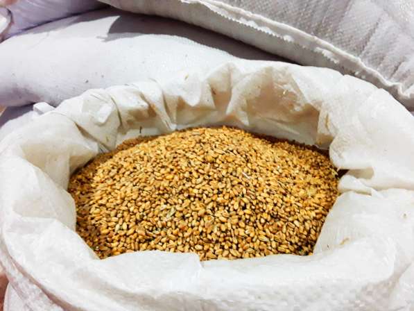Фуражное зерно опт и розница. Пшеница, ячмень, кукуруза