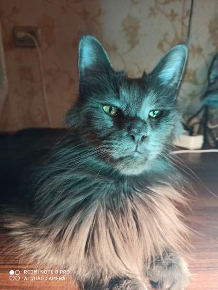 Продажа котят мейн кунов в Снежинске фото 23