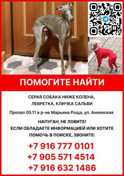 Пропал кобель левретки в Москве