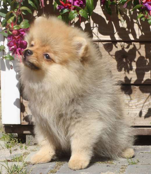 Шпиц в Санкт-Петербурге фото 10