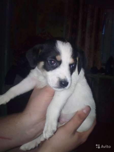 Отдаем щенят в хорошие руки в Новокузнецке фото 13