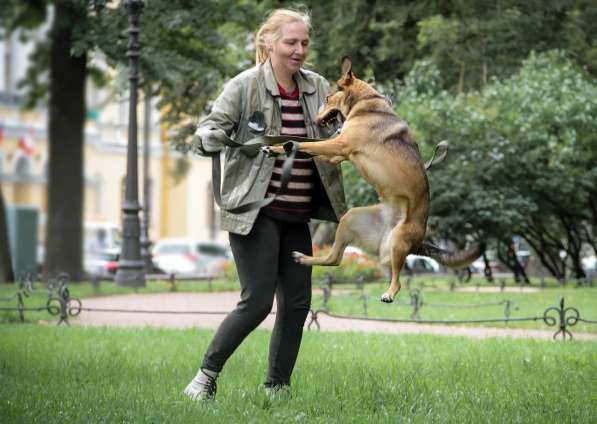 Очаровательная собачка компактного размера в Санкт-Петербурге фото 7