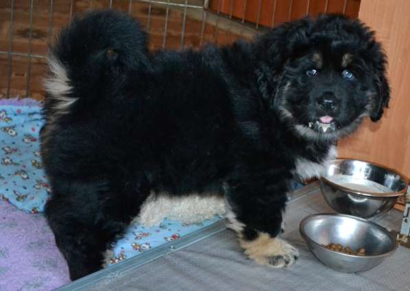 Тибетский мастиф - лучший страж на территории в Москве фото 25