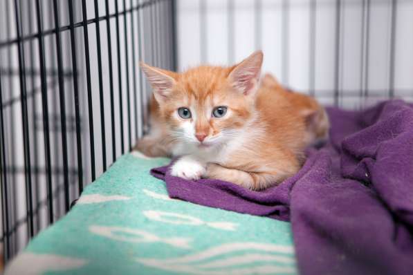 Застенчивая Роуз ищет понимающих хозяев в Москве