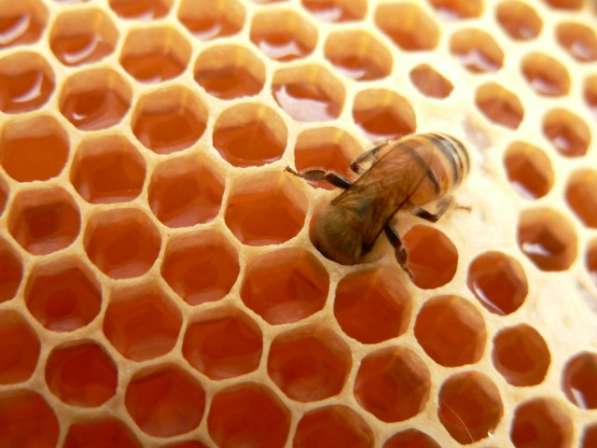 Ищу партнера в растущий бизнес с продуктами пчеловодства