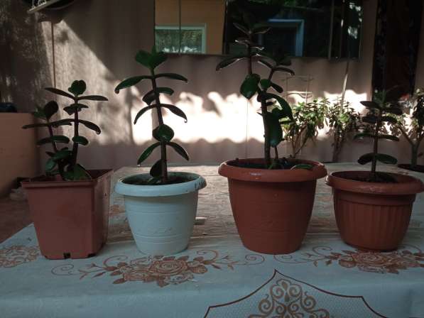 Продам кактусы и отдельные виды растений в фото 4
