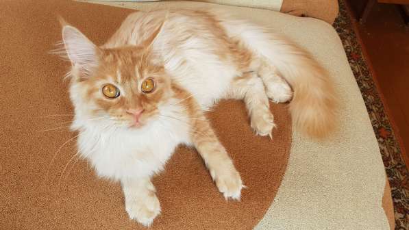 Продаётся красная на серебре кошечка мейн кун в Санкт-Петербурге фото 6