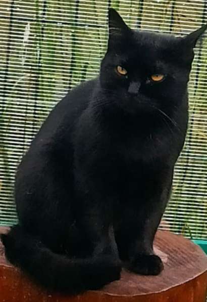 Воспитанный златоглазый котофей в Санкт-Петербурге фото 20