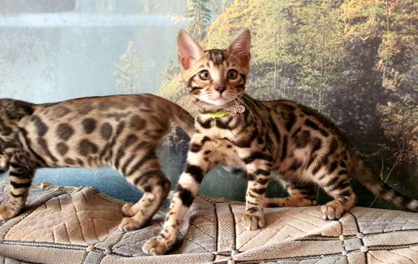 Бенгальские котята, шикарная кошечка, документы WCF, питомн в фото 24