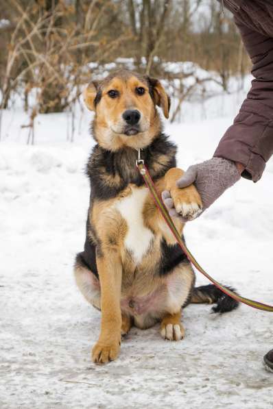 Собака в хорошие руки в Санкт-Петербурге фото 4