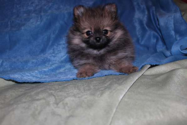 Продам щенков немецкого шпица в Раменское фото 5