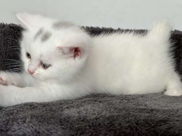 Продаю британских милых котят в фото 7