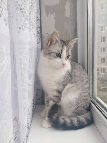 Молодой котик Буслай, окрас табби на серебре, в дар в Москве